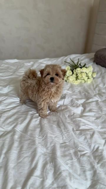 @Maltipoo Puppy Place