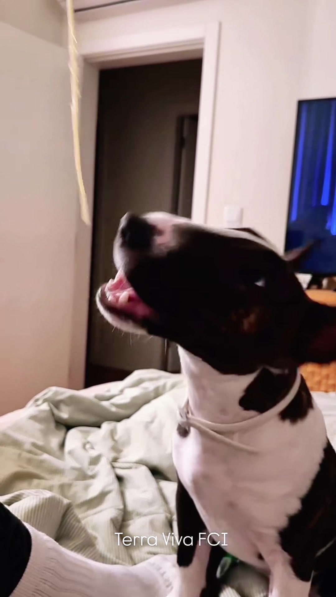 @Terra_Viva_minibullterrier