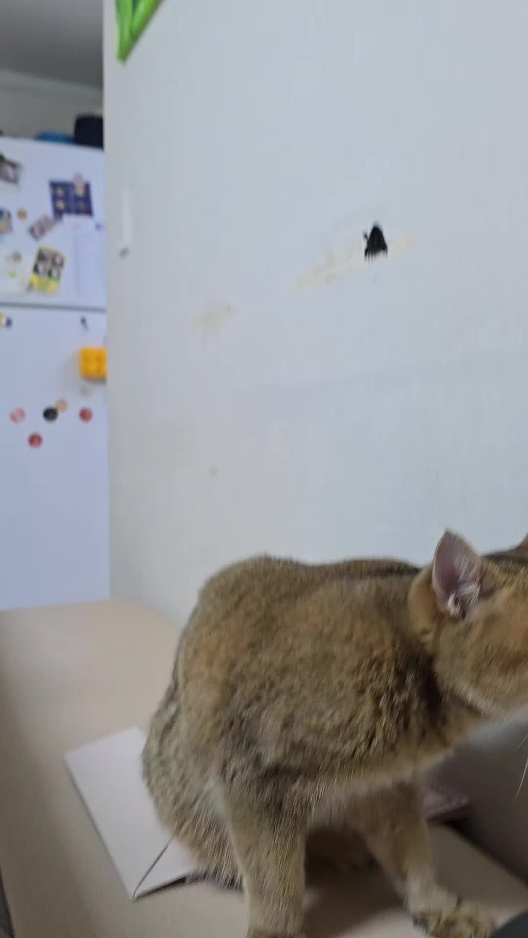 @고양이 형아