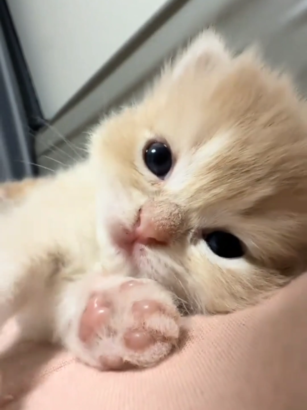 @cheerypaws