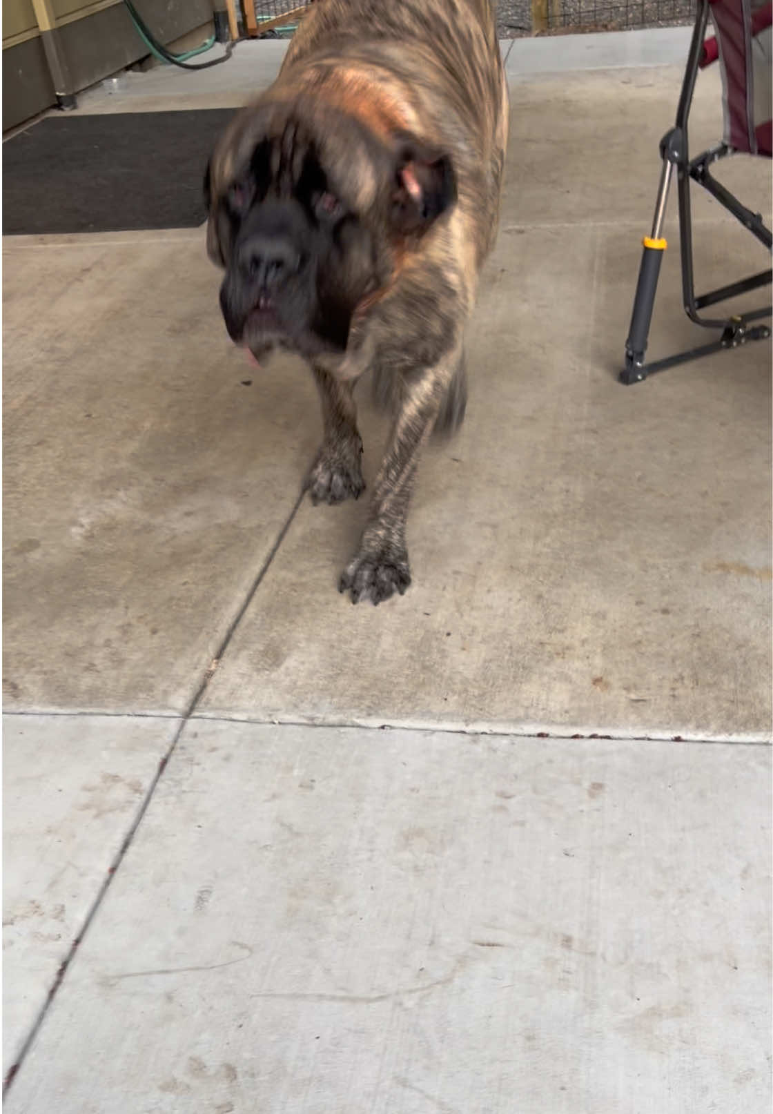 @BrindleBearTheMastiff