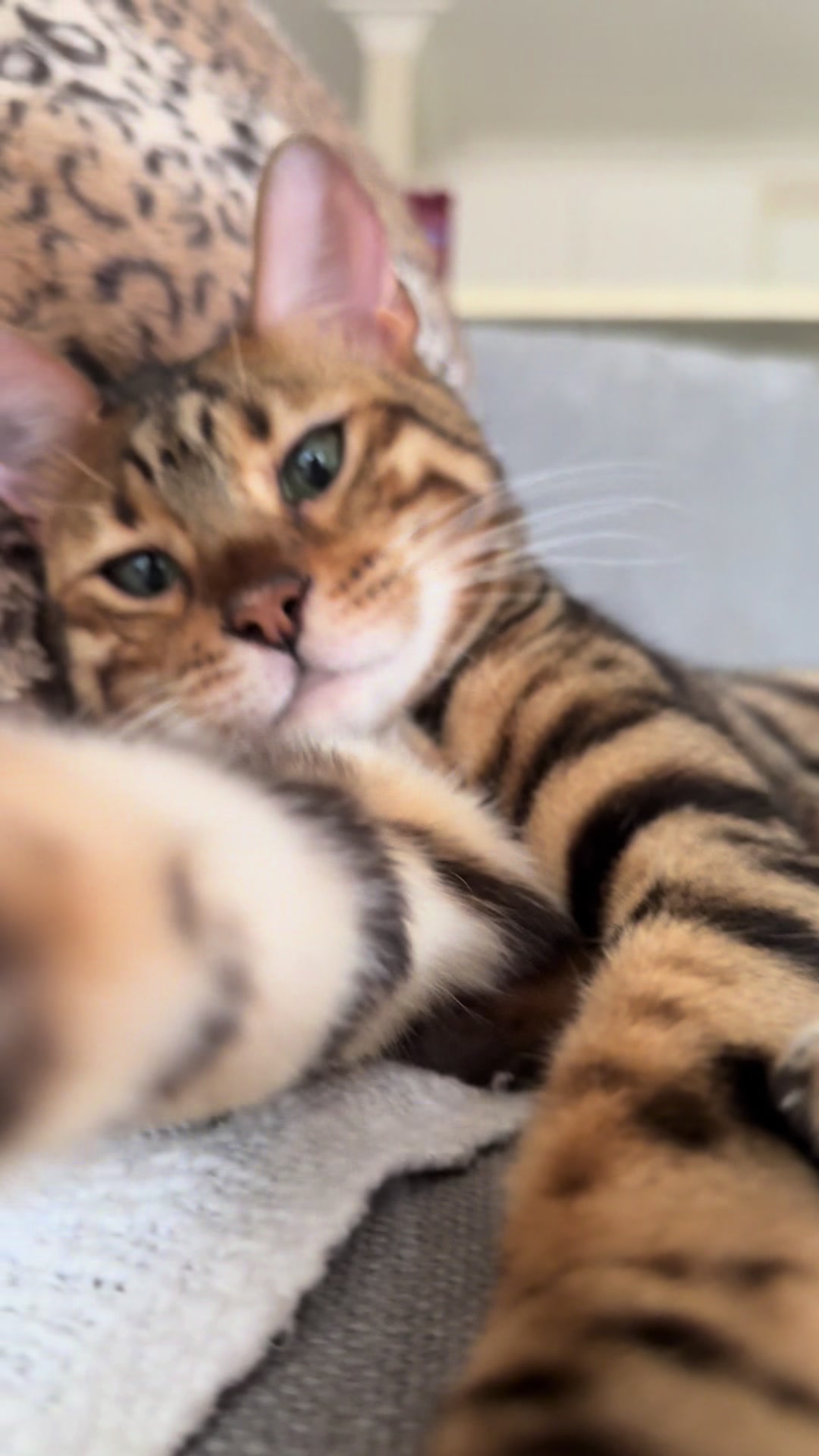 @mitmitcats
