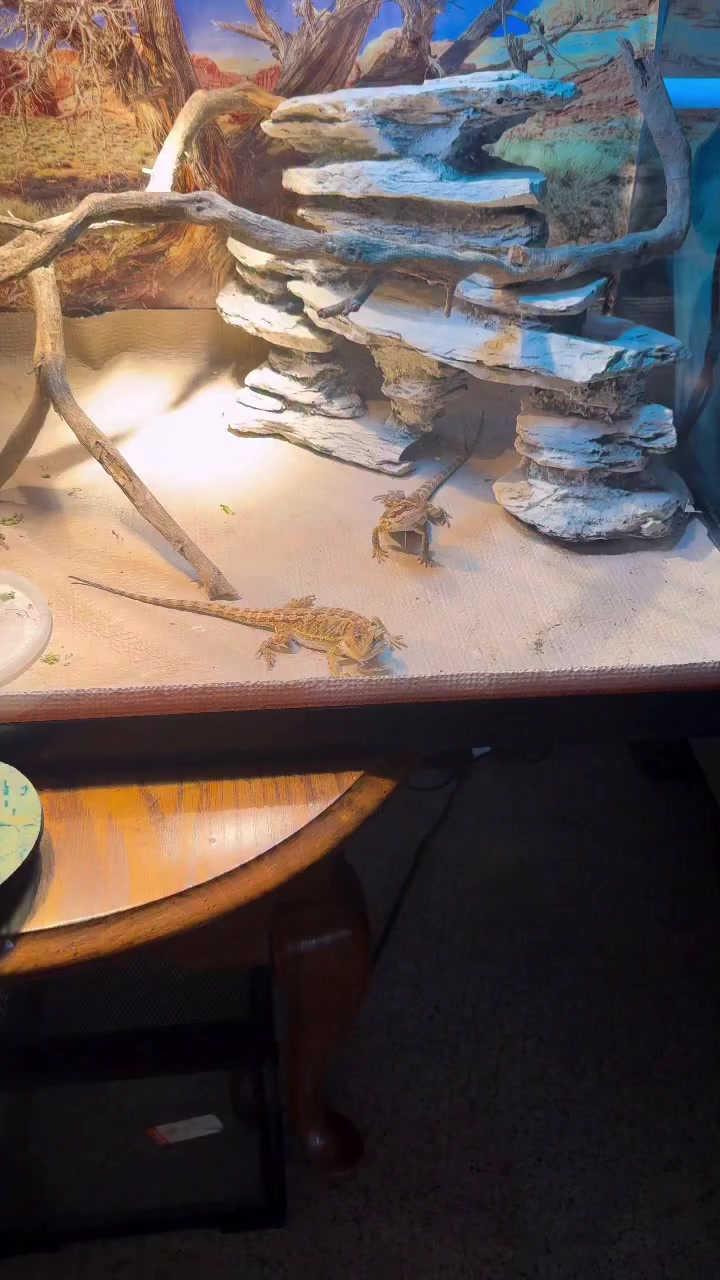 @Morph Reptiles