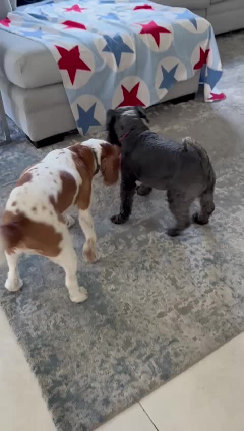 @TikTok4Fun