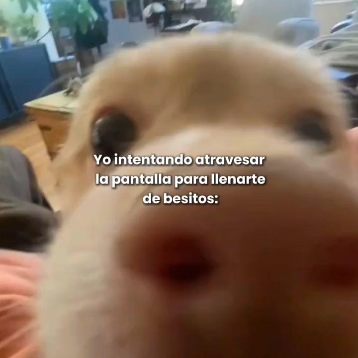@goodvibessxd