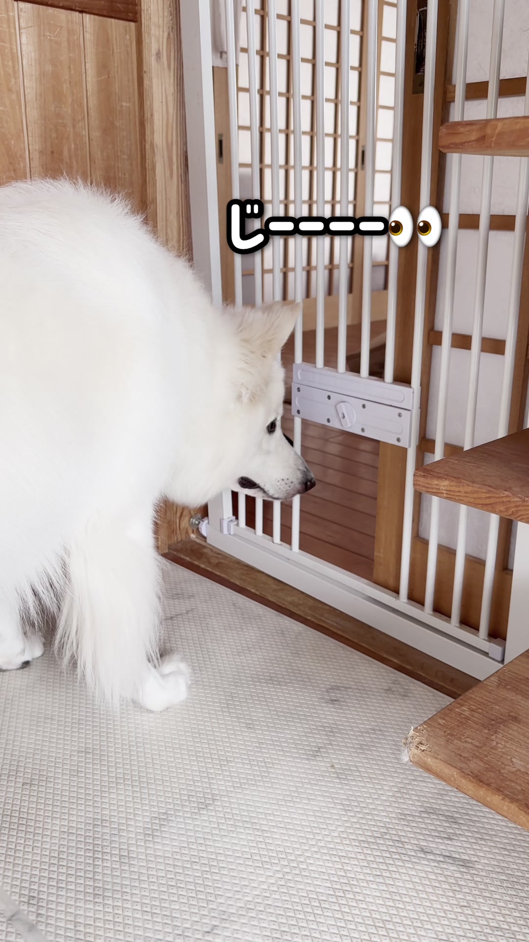@ねこぷにもふ|ホワイトシェパードのハクちゃん
