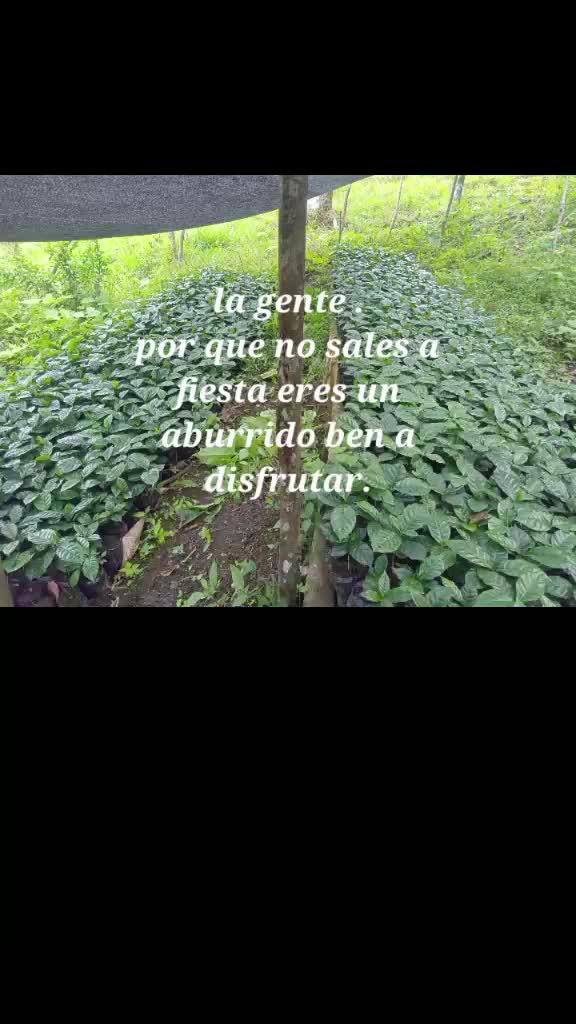@oscarmurcia06