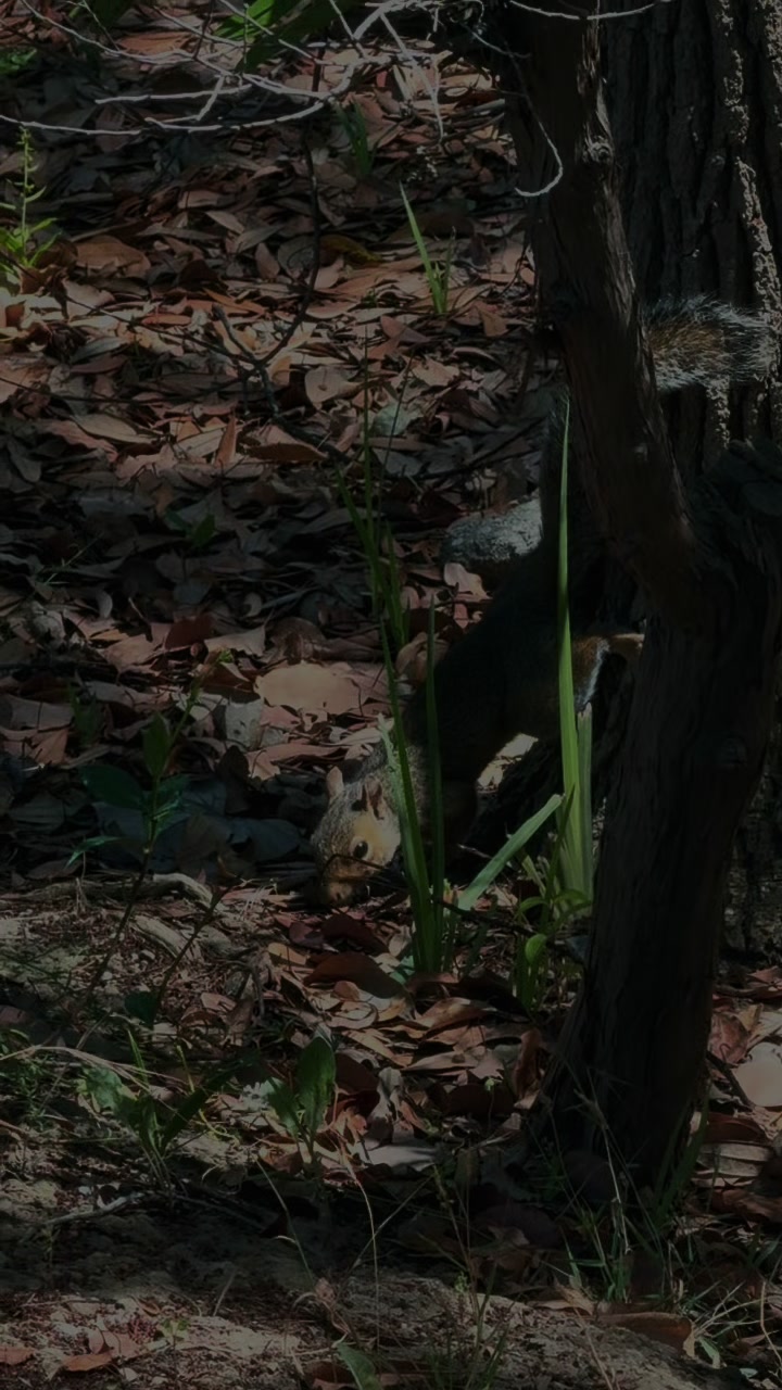 @DailyDoseOfSquirrels