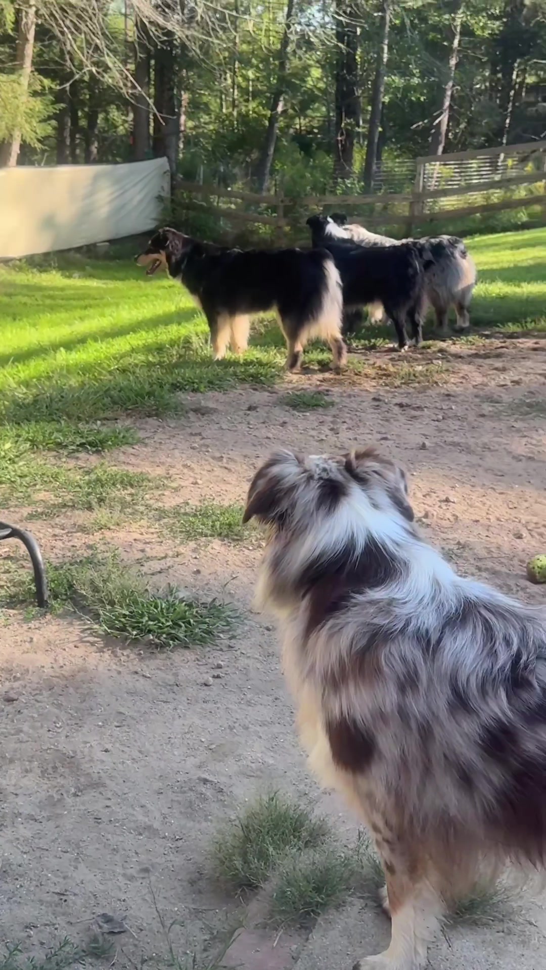 @Herding dog mom