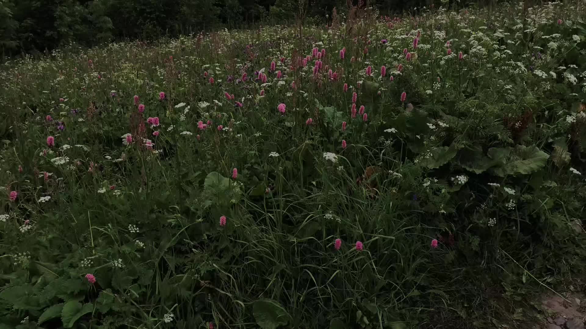 @C u r s e d  L i f e