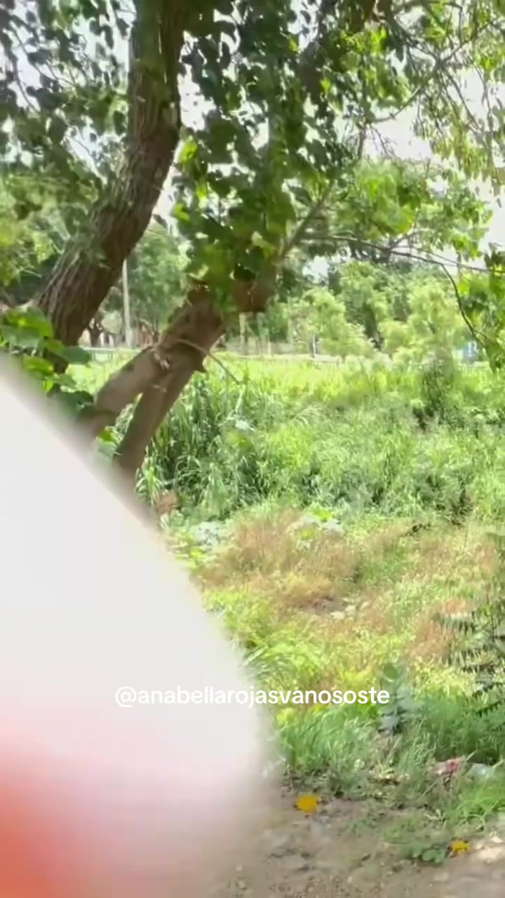 @Anabella Rojas Vanososte