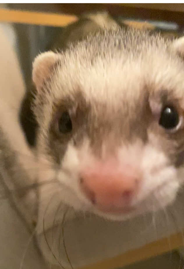 @FerretFiesta