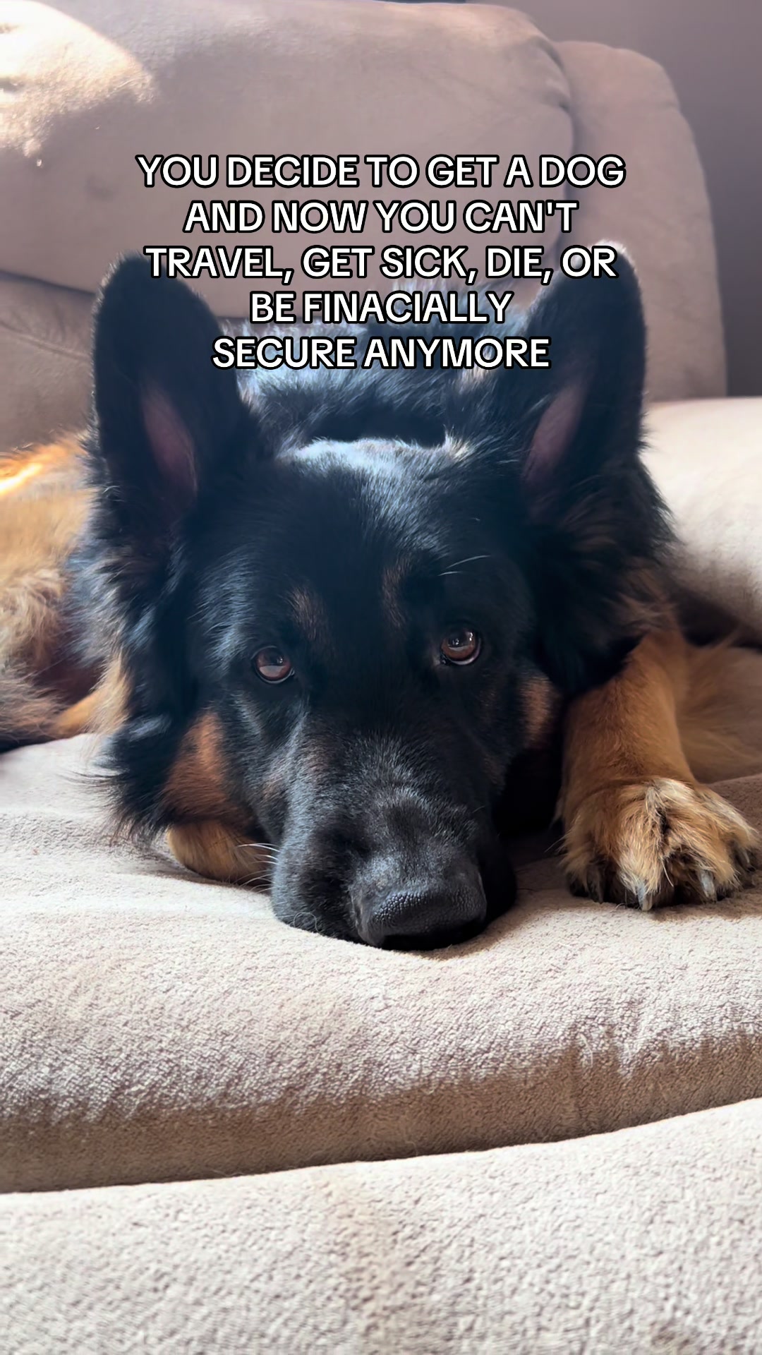 @ksdoggos