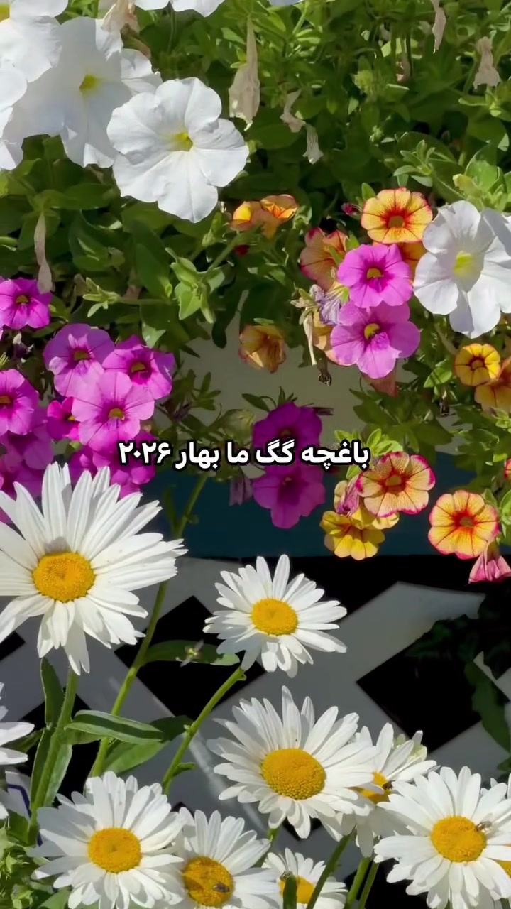 @user hamid