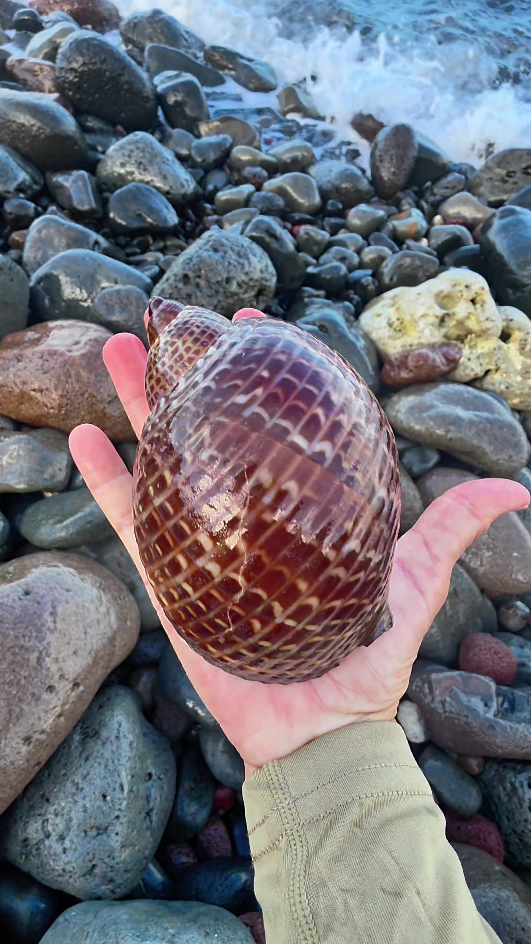 @Noe ๐ Shells