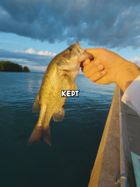 @Stef Fish