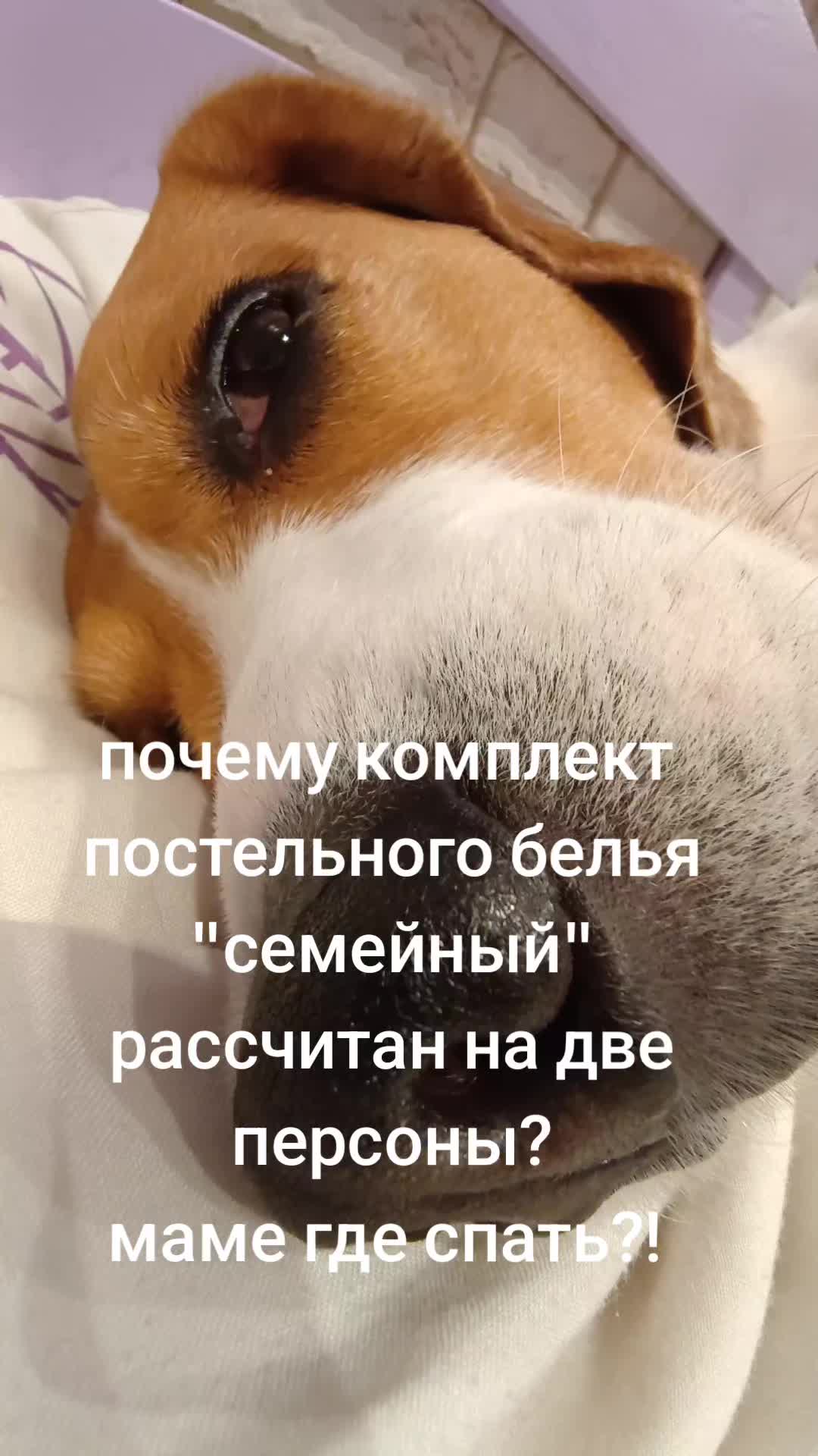 @Бигль Сэм и его семья.