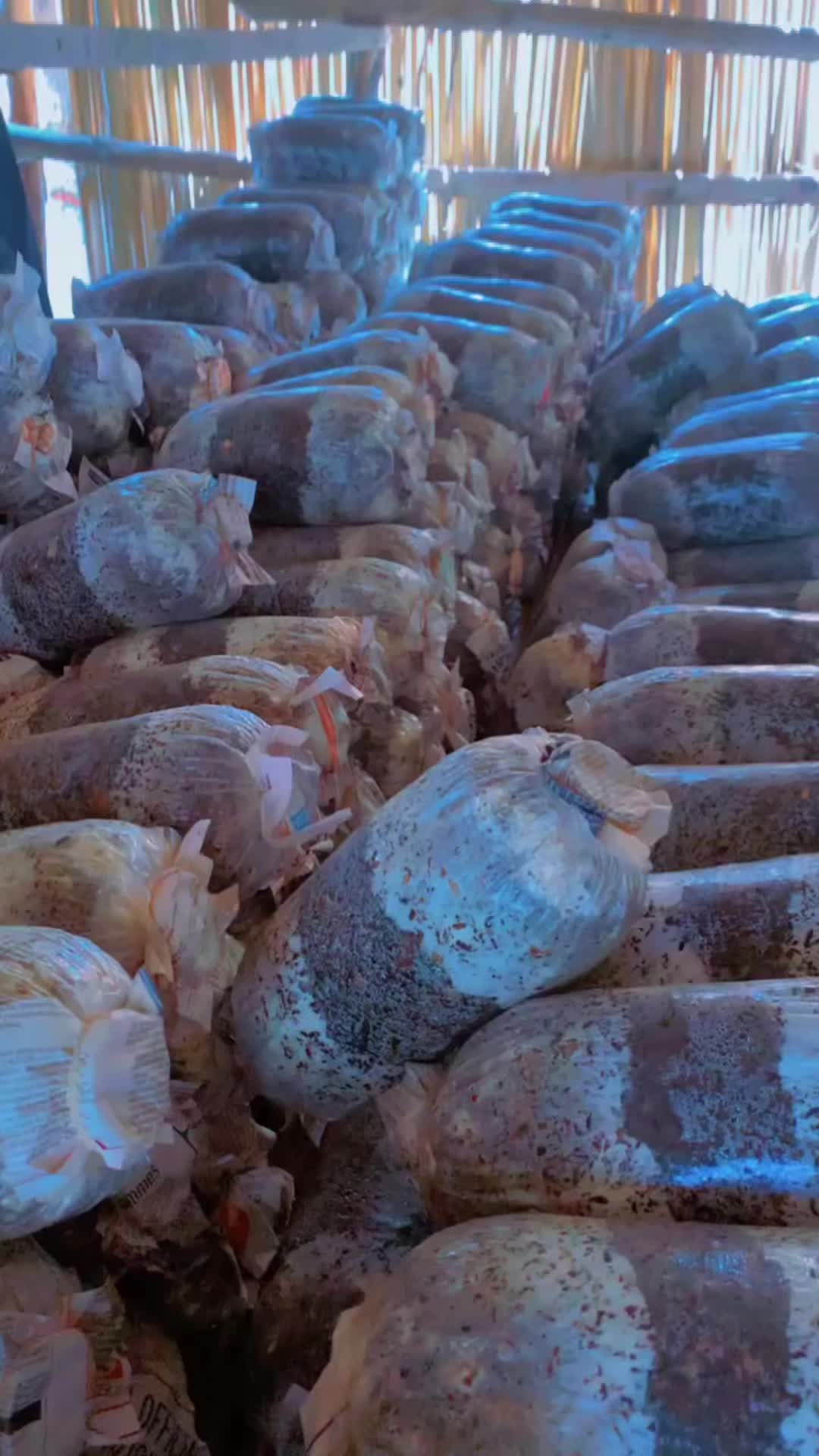@BLESSED AGRICULTURAL MUSHROOM