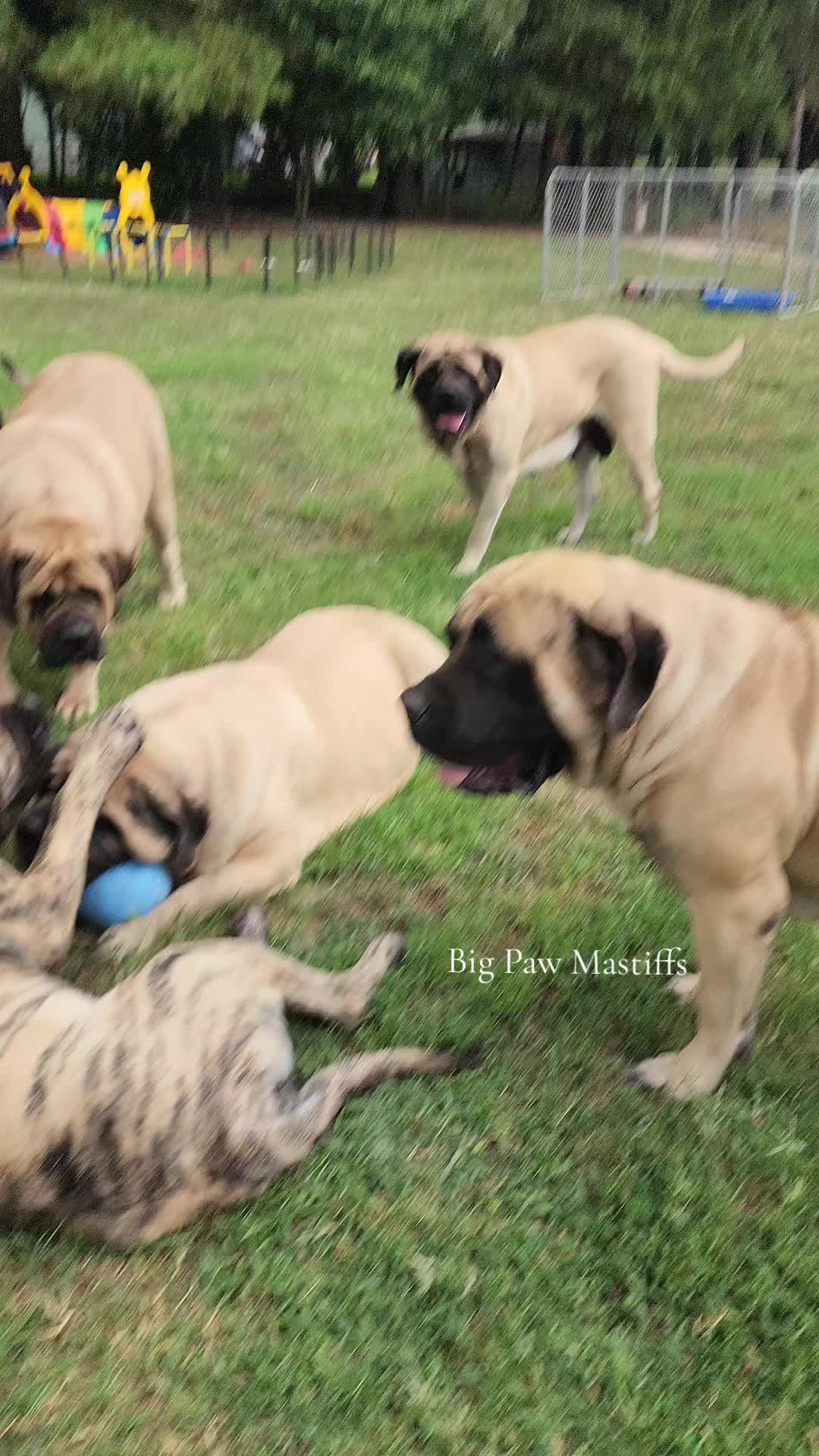 @Big Paw Mastiffs