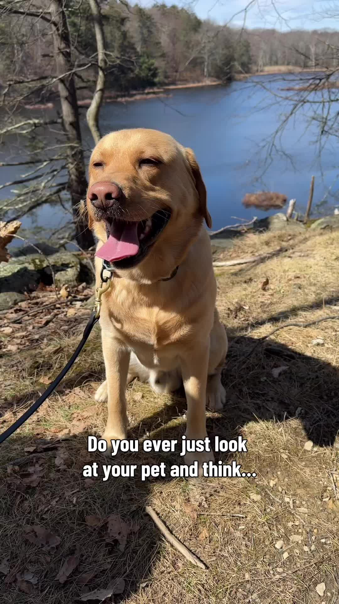 @Lord Jack The Yellow Lab
