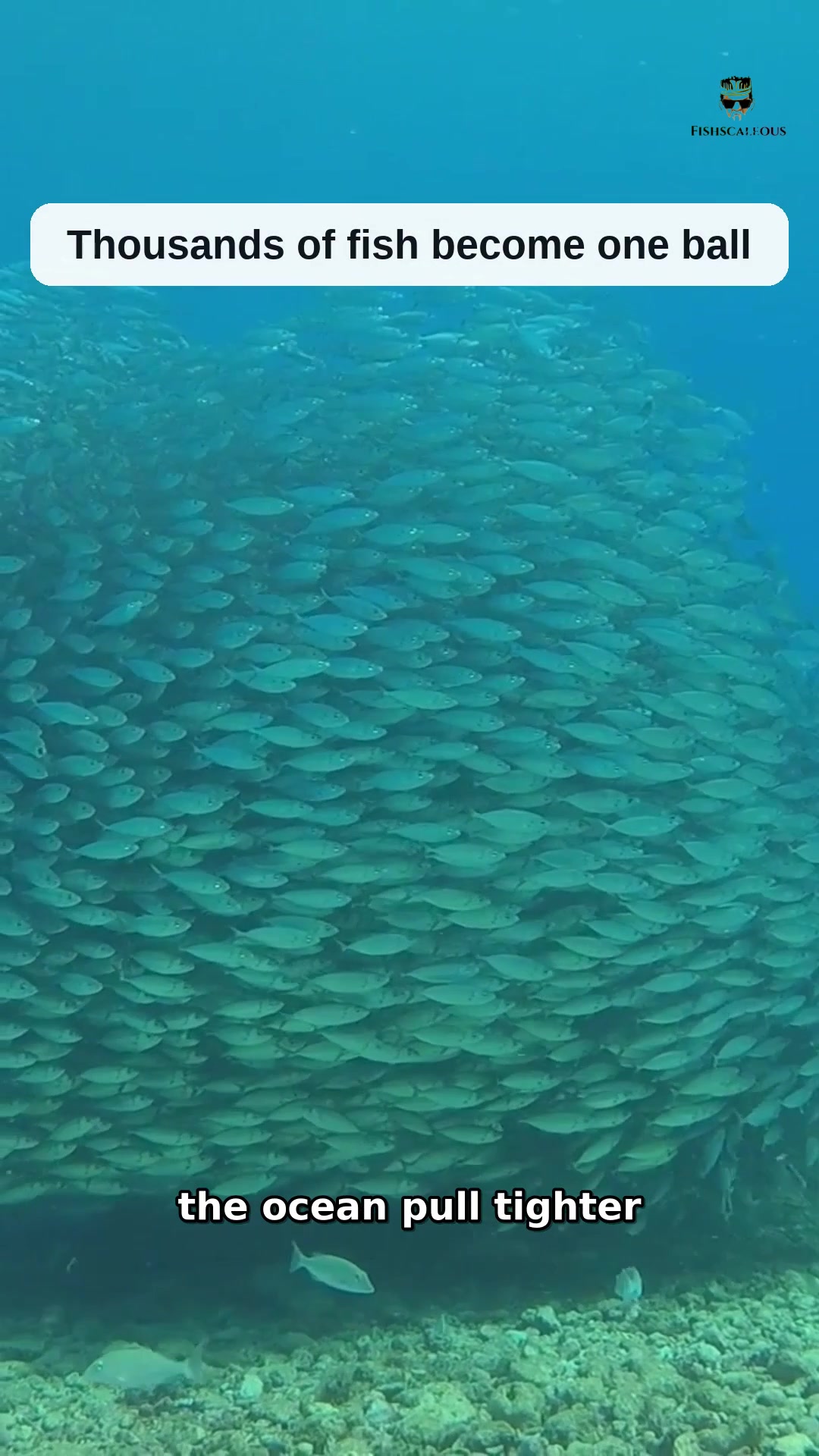 @Fishscaleous