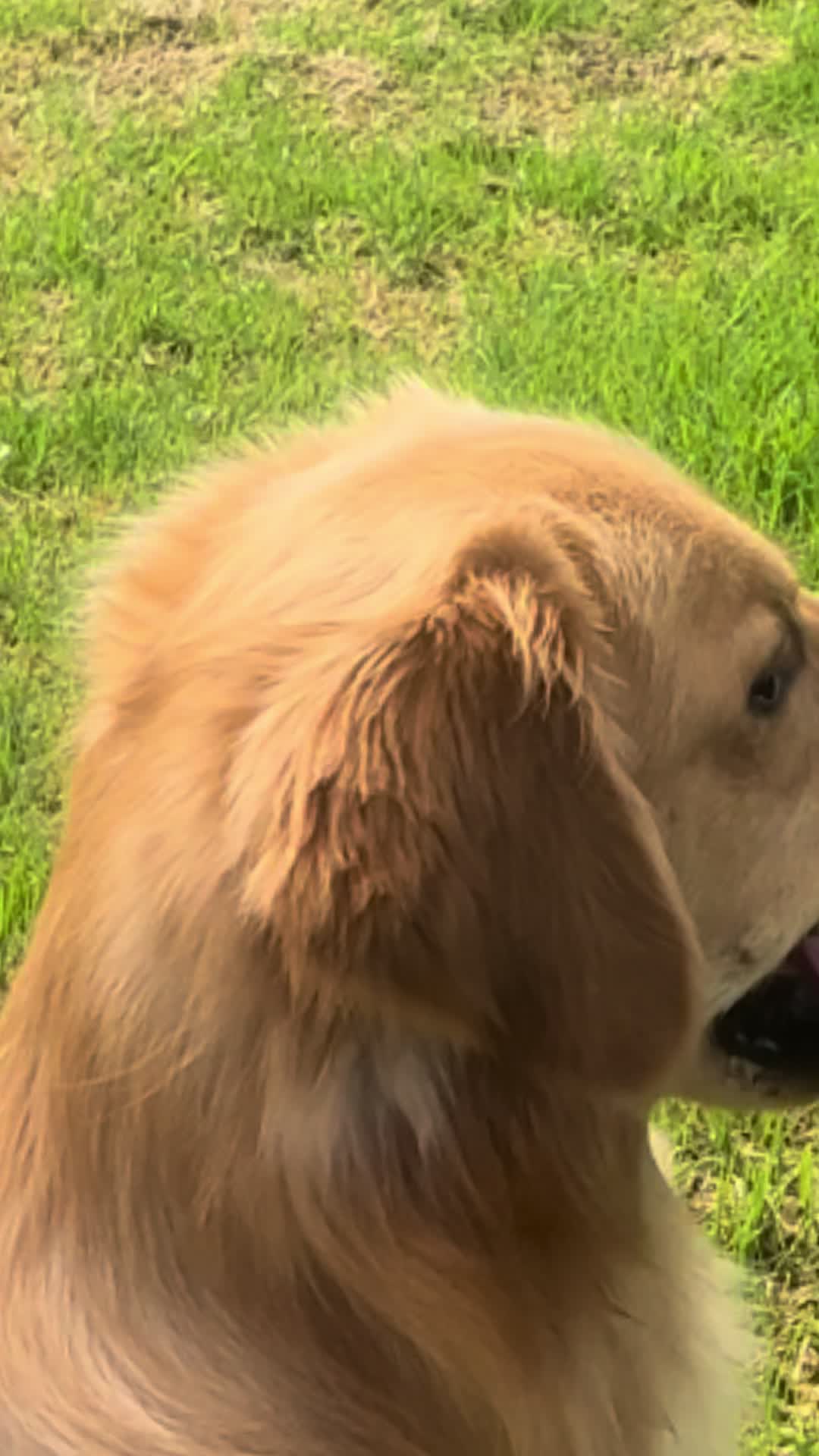 @Anna | Golden Sniffs