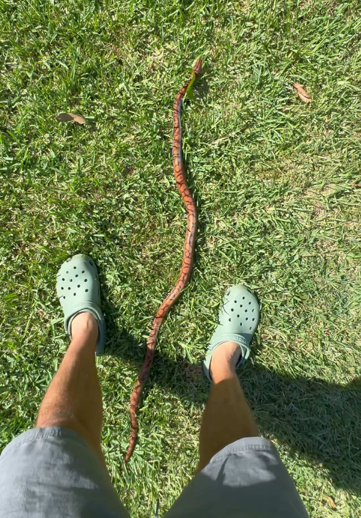 @Tommys_reptiles