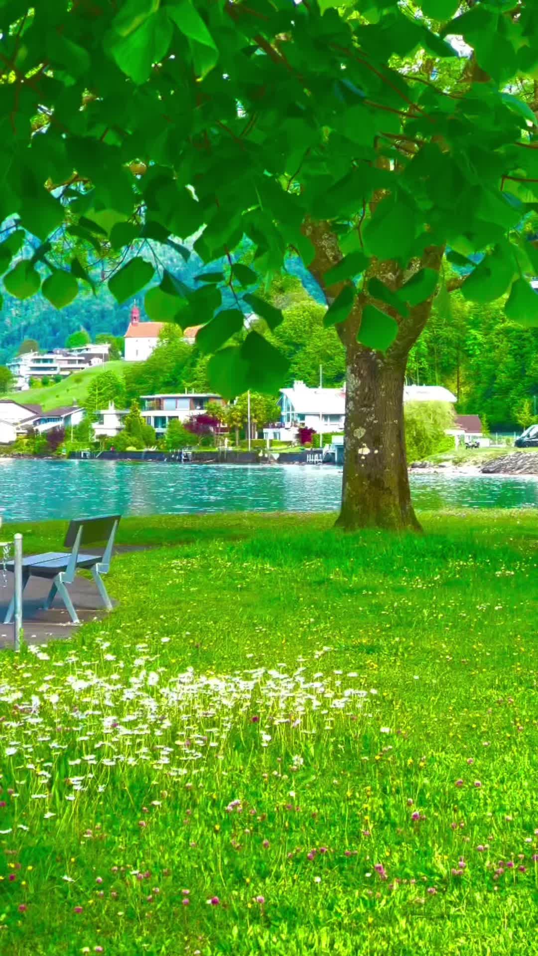 @S̳w̳i̳s̳s̳🇨🇭s̳c̳h̳w̳e̳i̳z̳