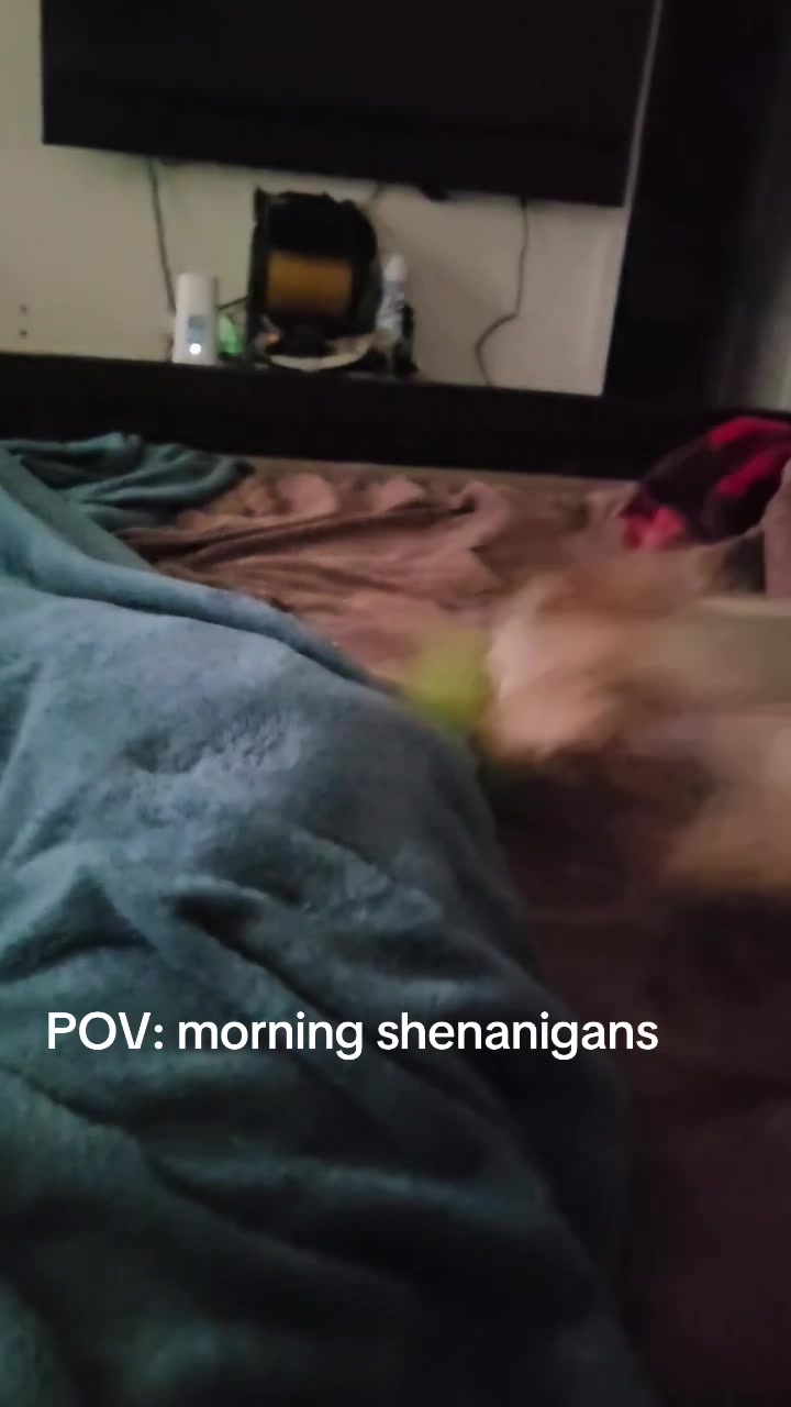 @Penny the Yorkie