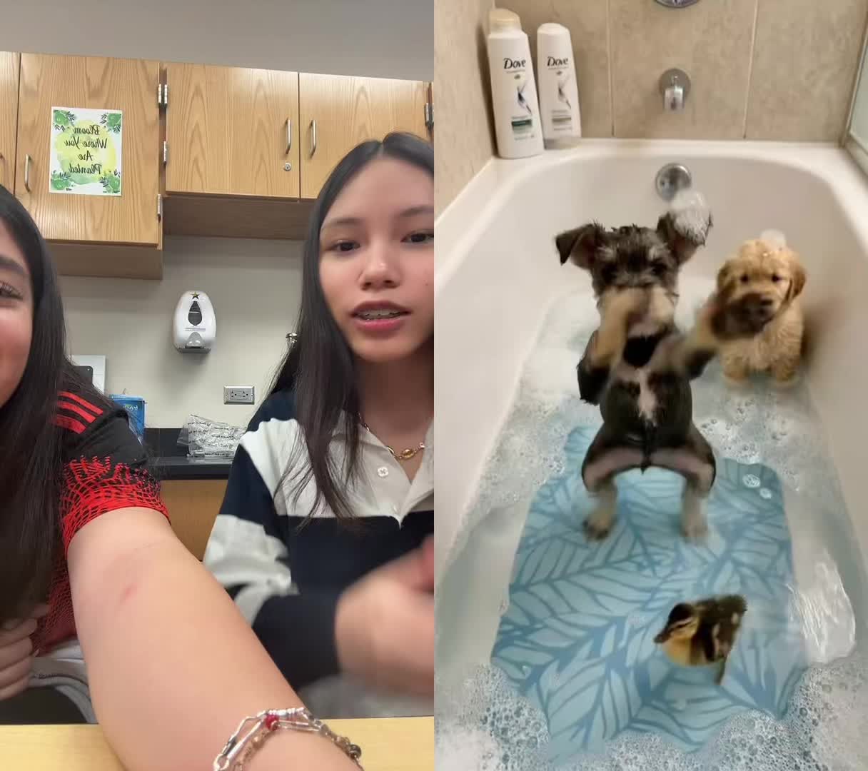 @dani