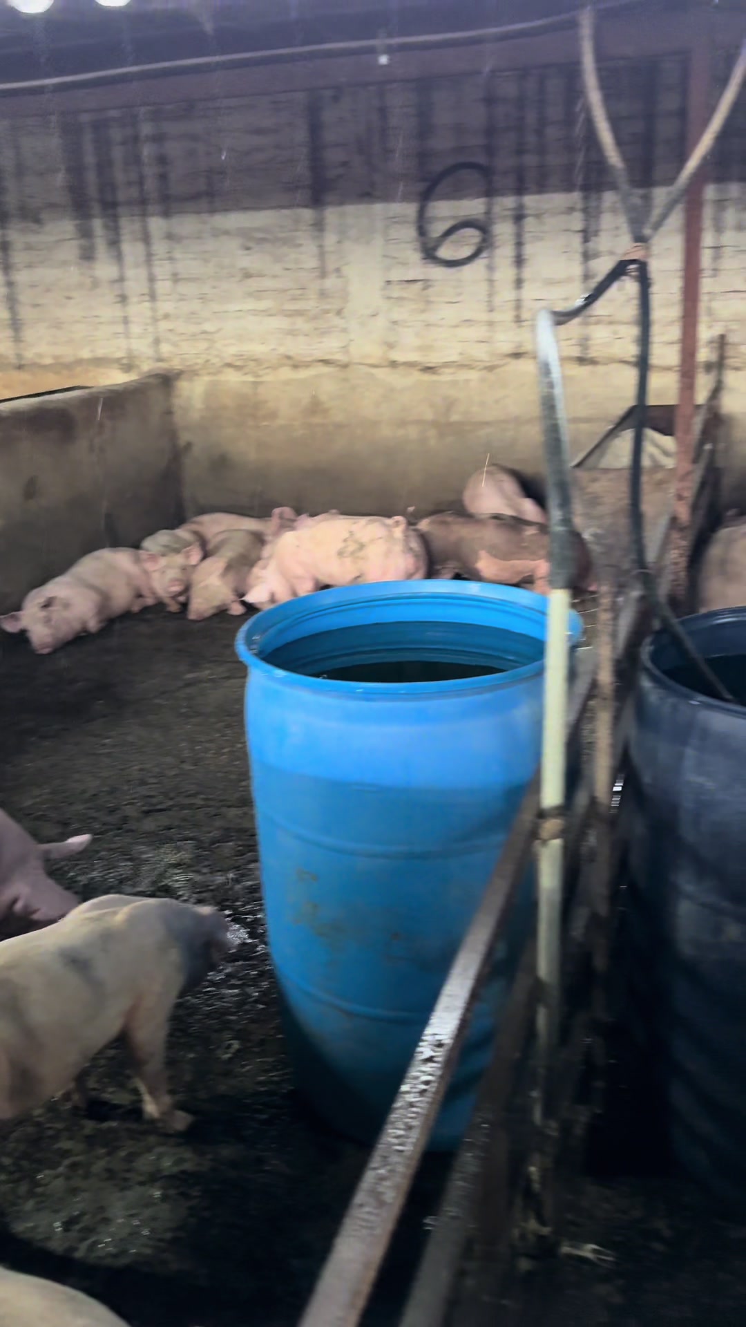 @Alan García 🇲🇽🐷🐖🐽