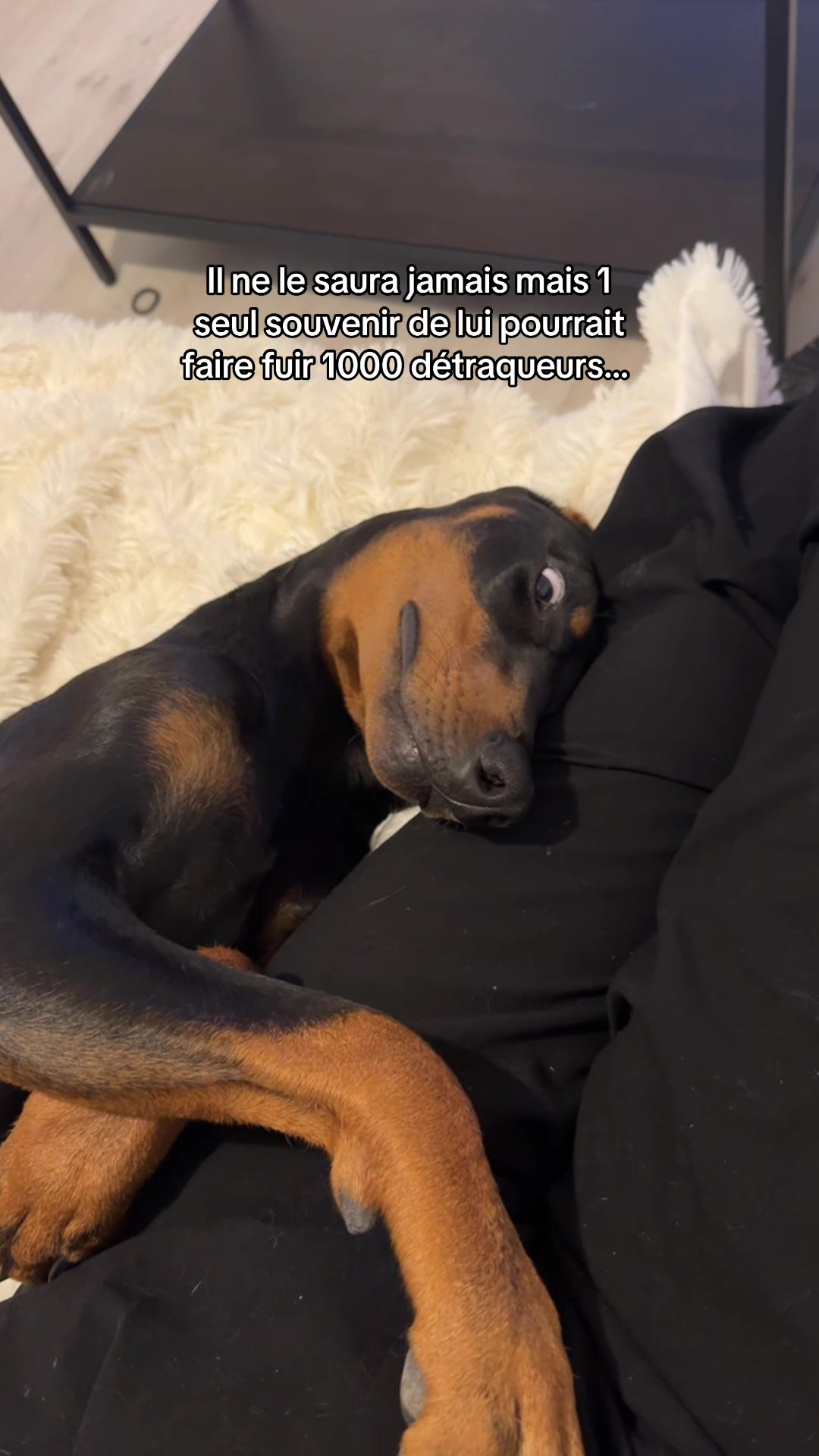 @Ar&egrave;s 🐶