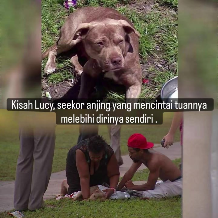 @indonesian_dog_lover