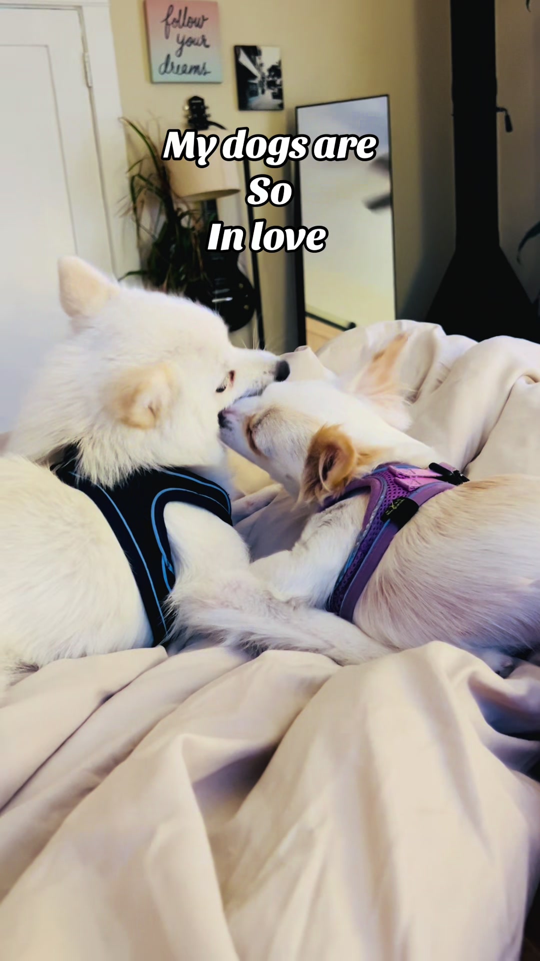 @Lola&rsquo;s pets