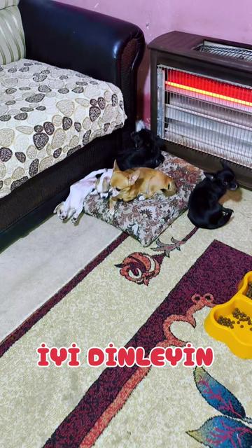 @🐕ŞHİVA MİNİK PATİLER🐕