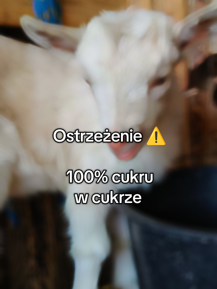 @Makowa Koza - sery z Kociewia