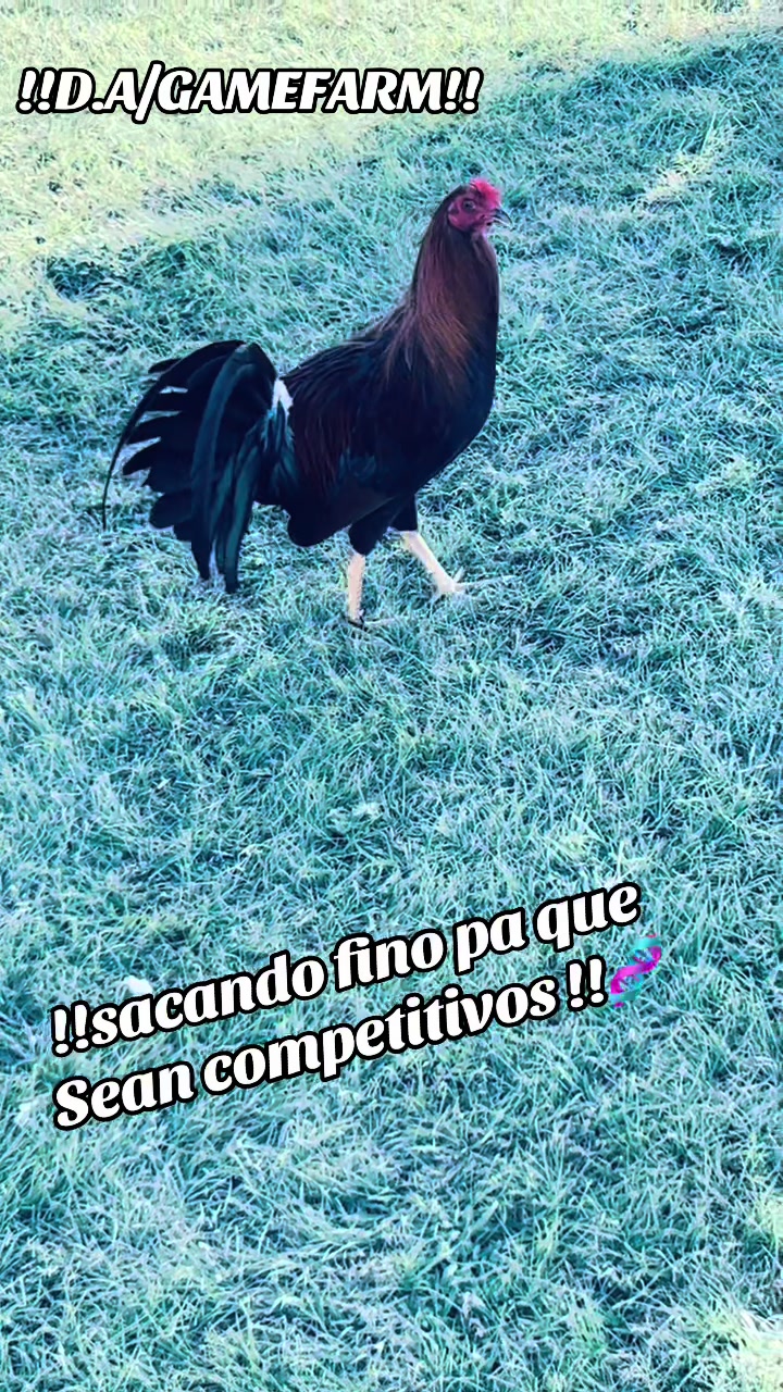 @DAgamefarm