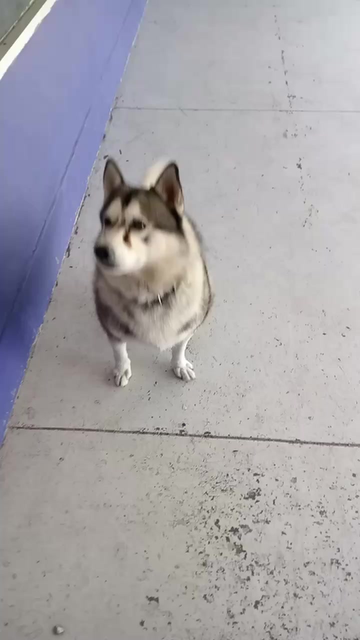 @Chocoburbujas 🐾