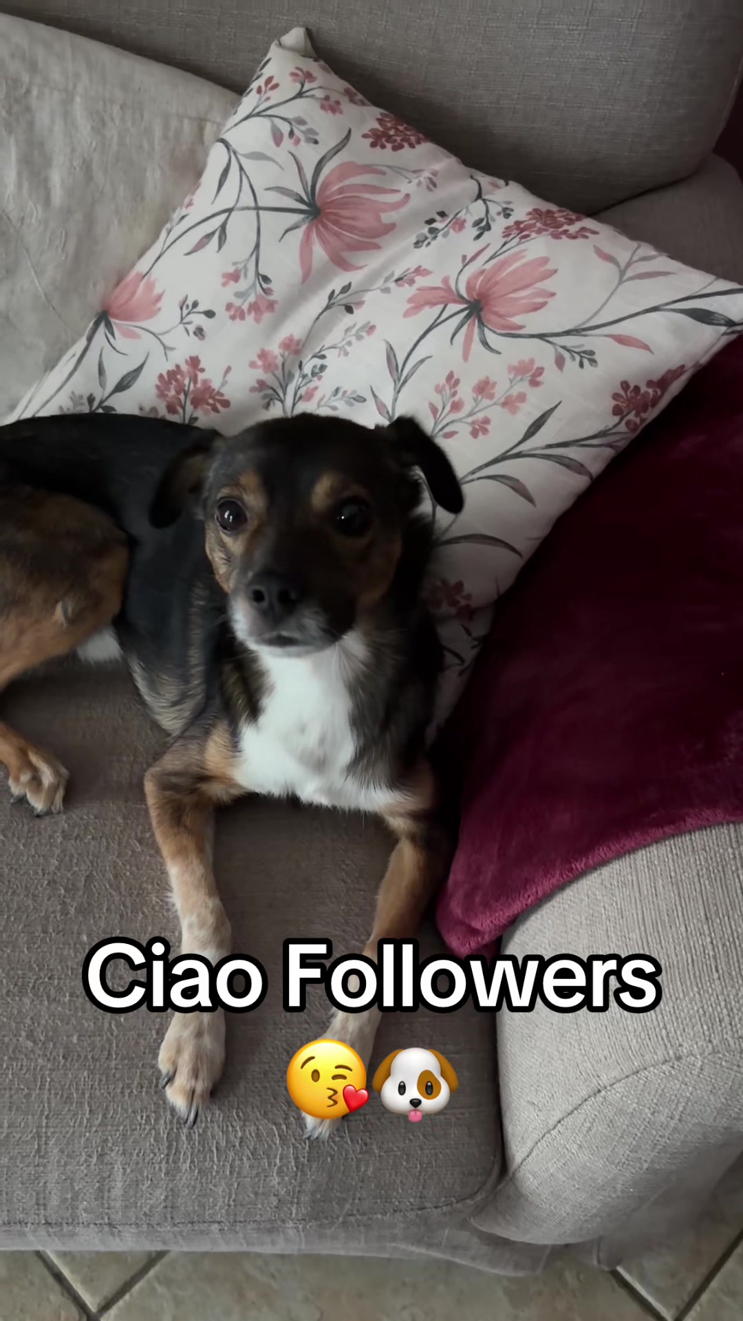 @il mondo_di_Roy