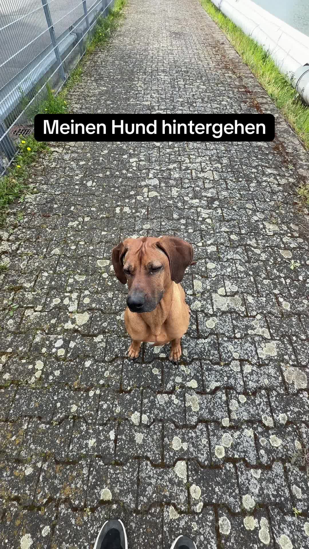 @Ridgeback Diaries