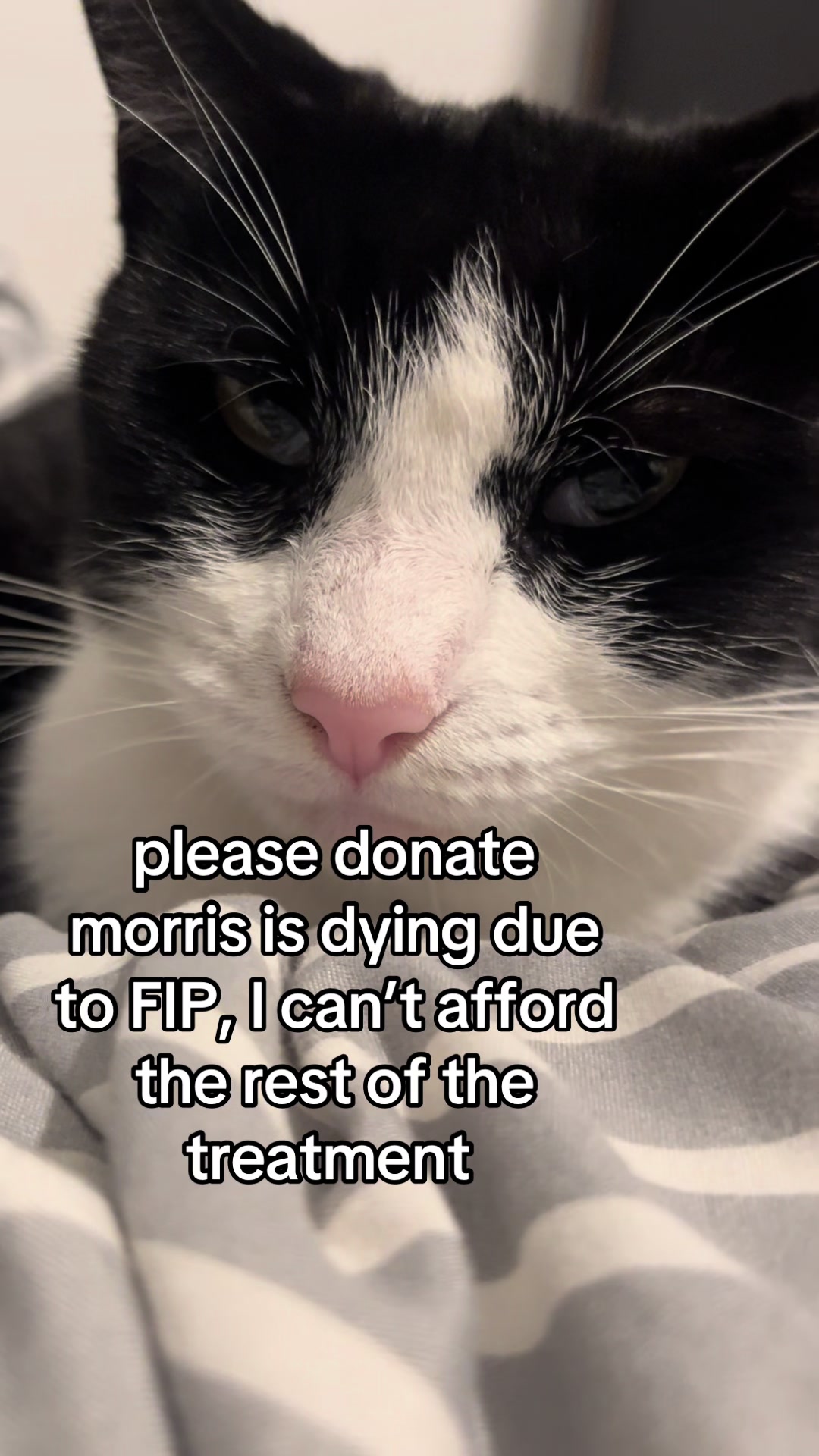 @Save Morris from FIP 🐾❤️&zwj;🩹