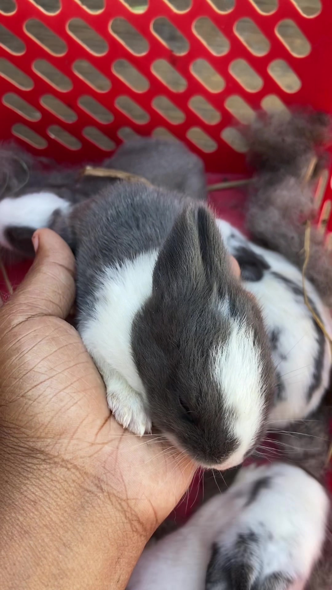 @HappyHoppersRabbitry