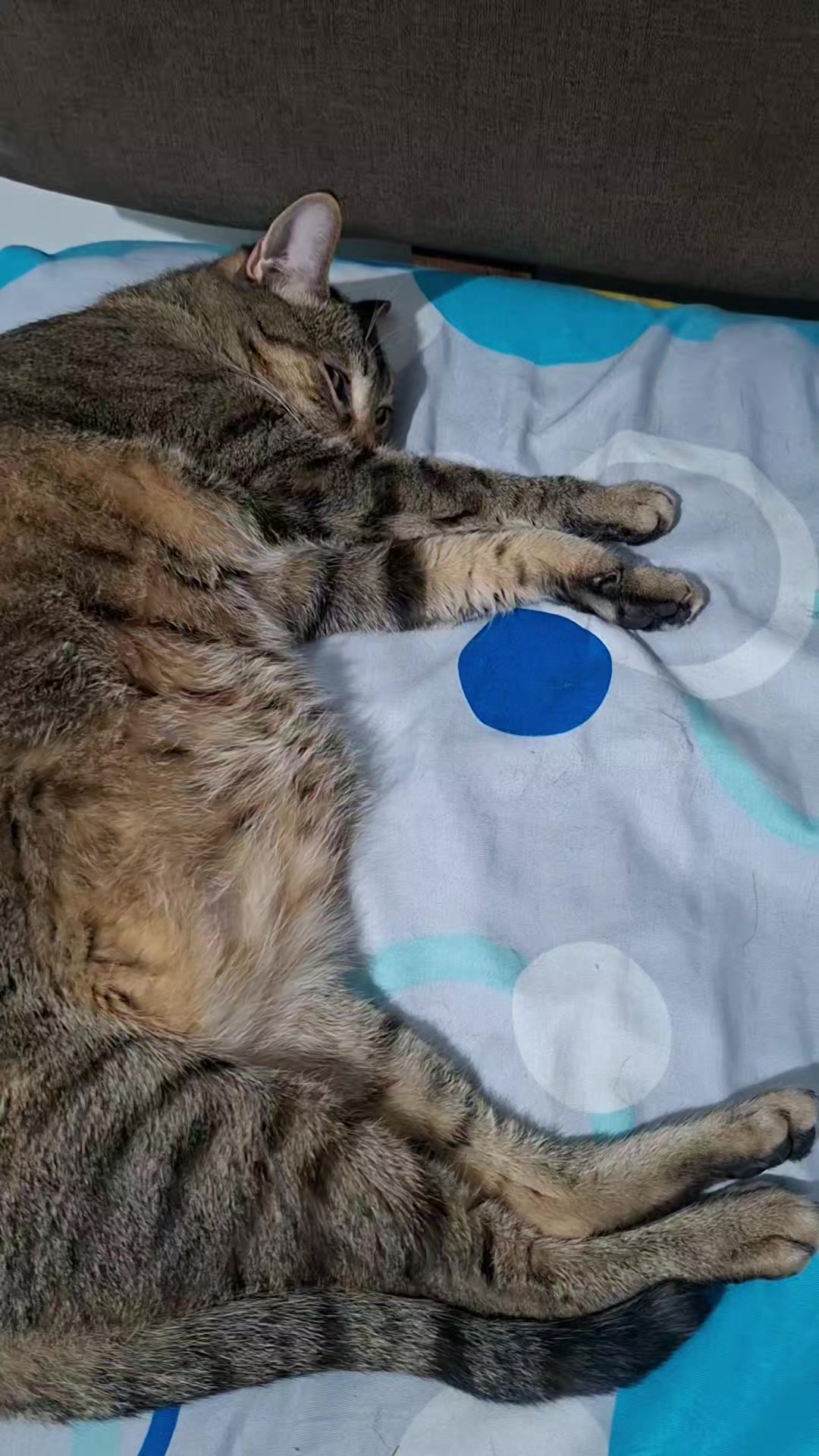 @KAI 🐈 Y LUA🐈⬛