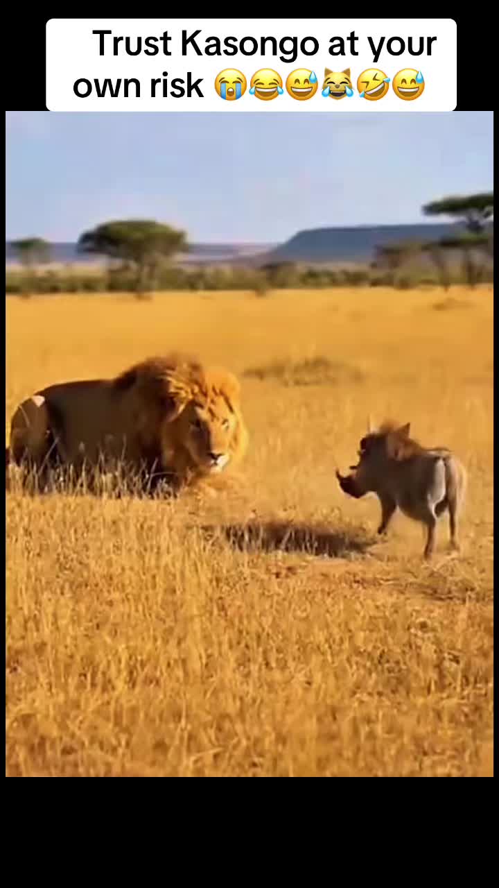 @Roi De la Jungle