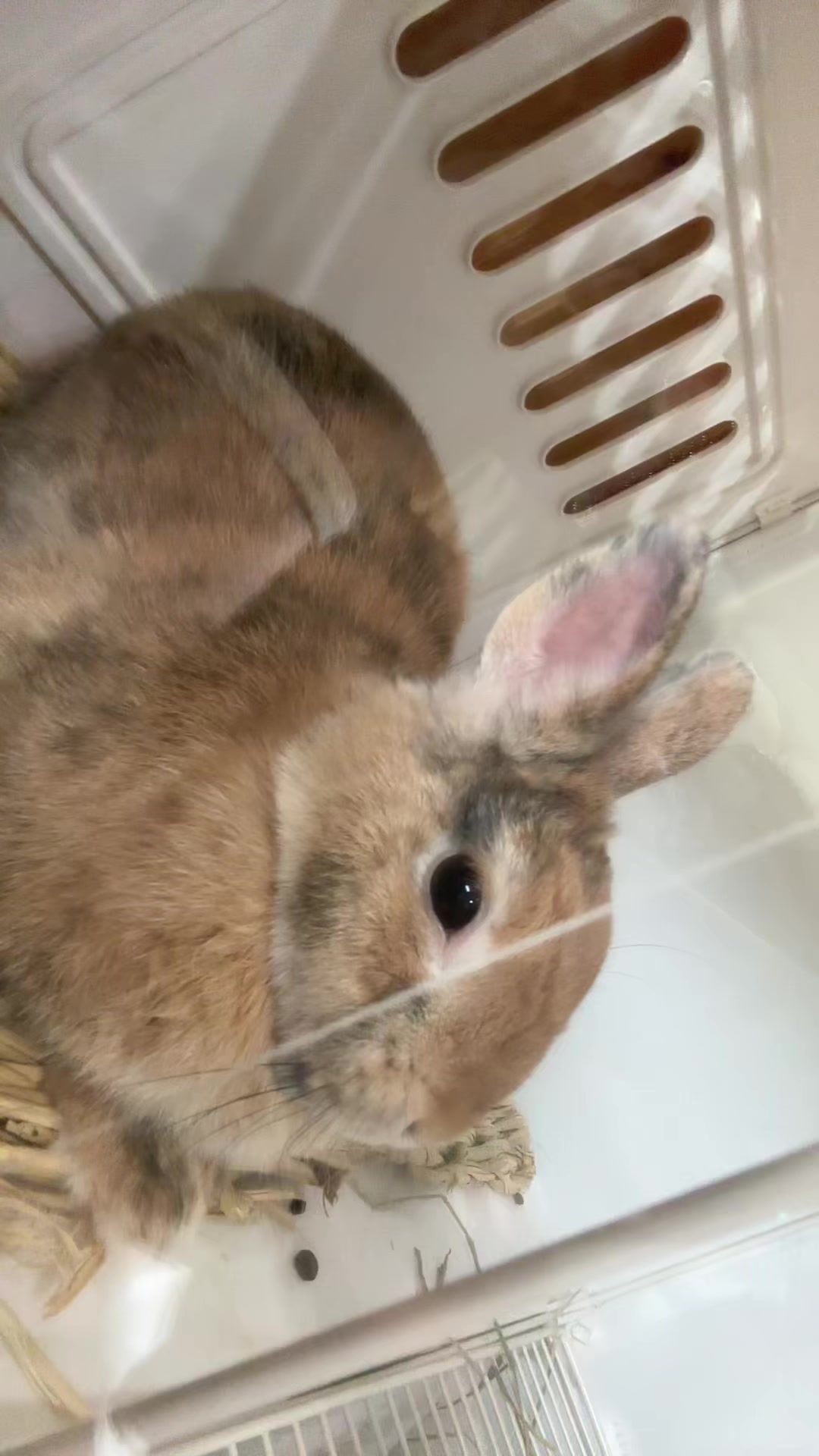 @🦐型