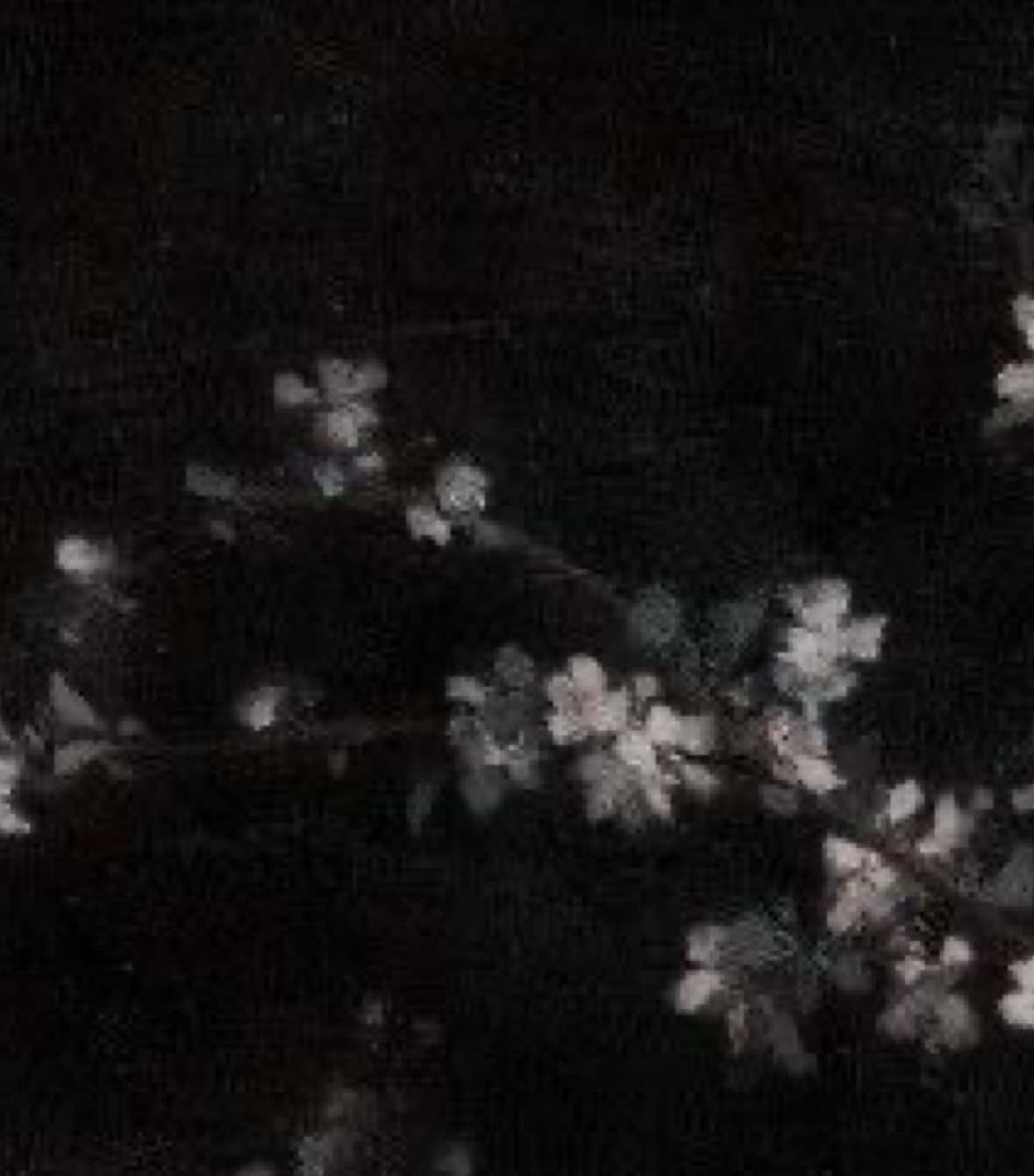 @𝓁𝓊𝓁𝓊 𝓅𝓇𝑒𝓈𝓁𝑒𝓎 ྀི