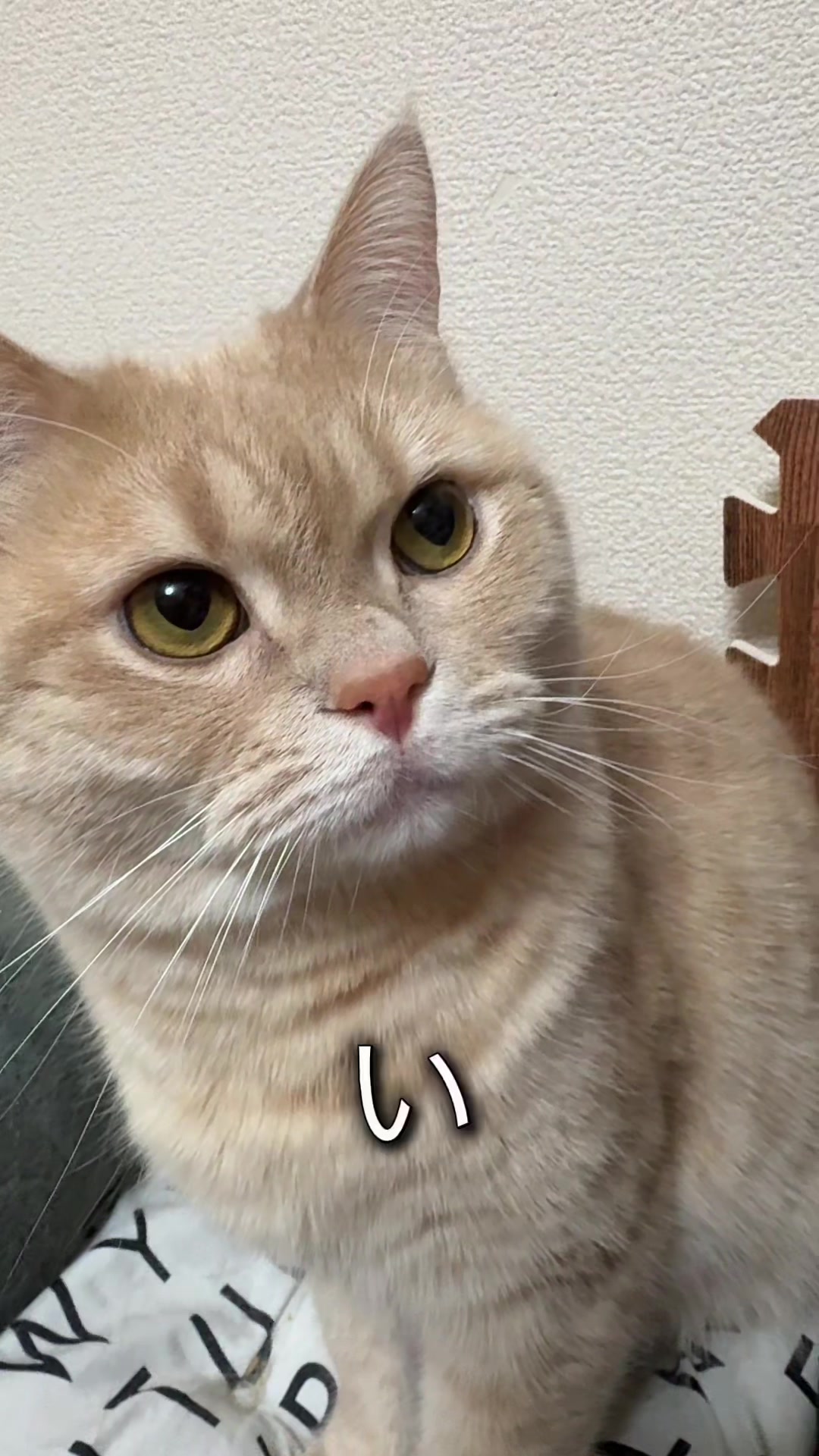@ð«ð§ããã±ã³ðïžãããµãð§ð«