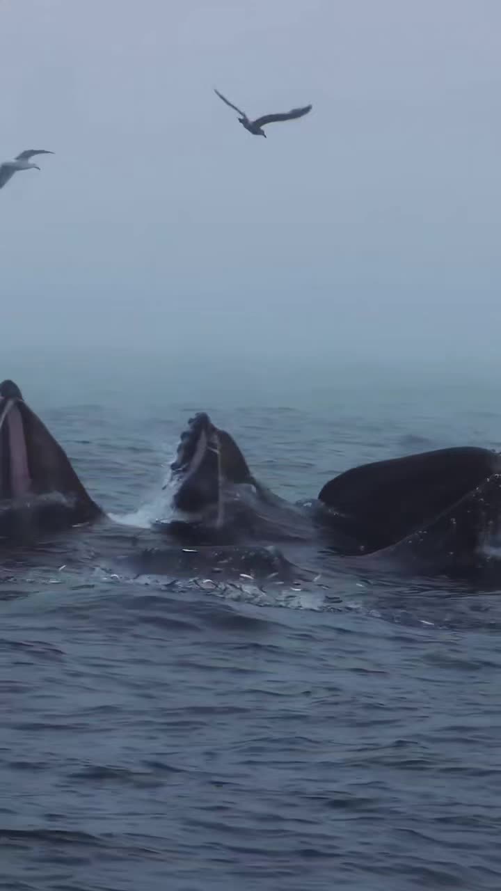 @Whale - life in ocean