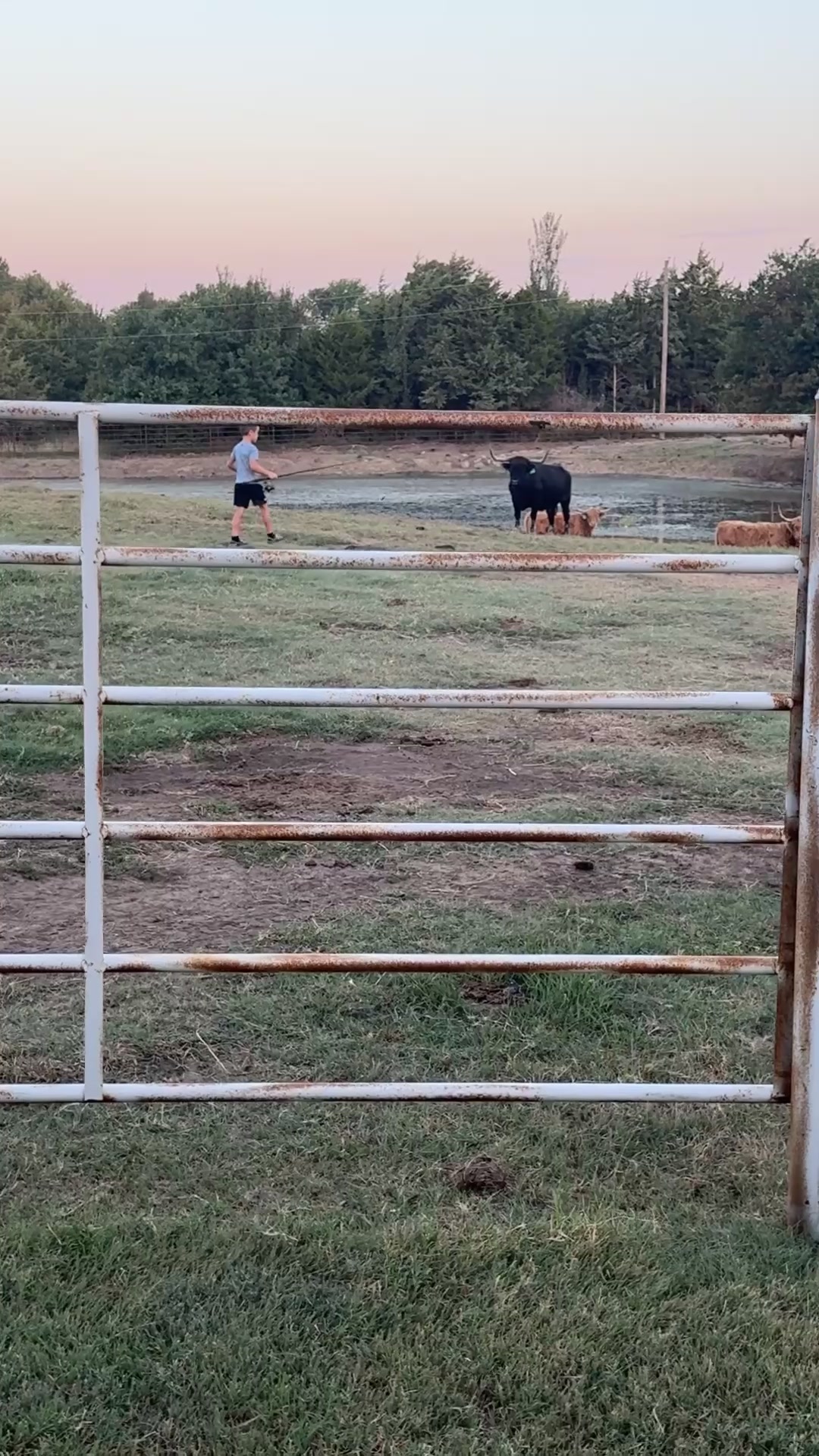 @Manley Cattle Co.