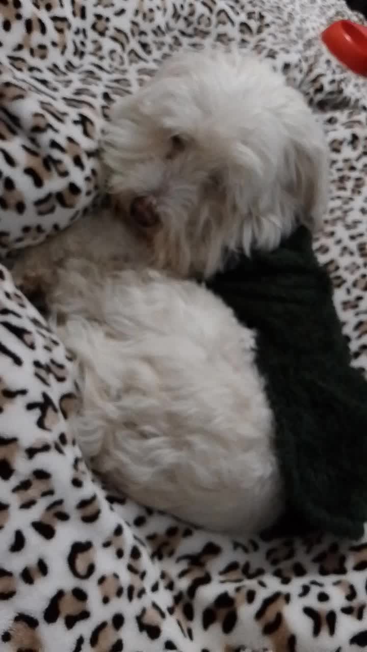 @Sr. Tom&aacute;s 💙🐶💚
